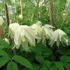 Clematis fauriei Albina Plena