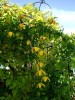 Clematis orient.Orange Peel