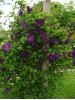 Clematis viticella Polish Spirit