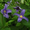 Clematis int.Quarina