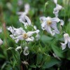 Clematis int.Alba