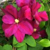 Clematis Sunset