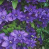 Clematis The President