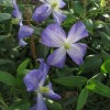 Clematis vit. Jenny