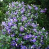 Clematis Perle d` Azur