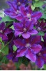 Clematis Julka