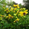 Clematis ser.Golden Tiarra