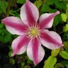 Clematis Patricia Ann Fretwell
