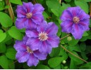 Clematis Ashva