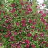 Clematis vit.Rubra