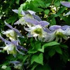 Clematis alpina Blue Princess