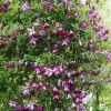 Clematis viticella Walenburg