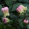 Clematis viorna Lauretta