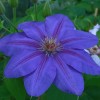 246-clematis-lawsoniana.jpg