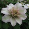 Clematis Jeanes Pink