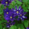 Clematis Kamilla