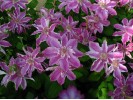 Clematis Scartho-Gem