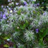Clematis cylindrica Swedish Bells