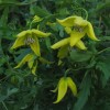 Clematis fruticosa-Anna