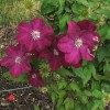 Clematis Rouge Cardinal