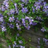 Clematis Prince Charles