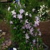 Clematis vit. Blue Angel/Blekidny Aniol