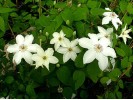 Clematis Henryi  