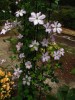 Clematis Consort
