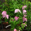 Clematis macropetala Rosy o` Grady