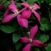 Clematis vit. Amanda Marie