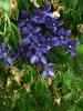 Clematis int.Durandii