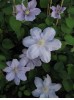 Clematis Silver Moon