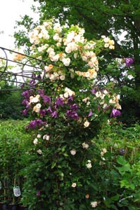 Ghislaine de Feligonde + Clematis Pamiat Serdtza
