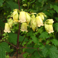 Clematis rehderiana