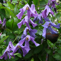 Clematis integrifolia Blue Rain