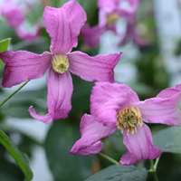 Clematis int. Minea