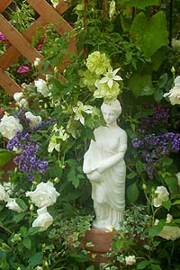 Clematis florida Alba Plena