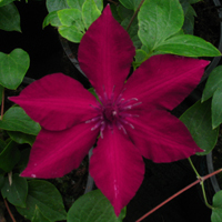 Clematis Nubia