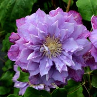 shop_vorschau.jpg shop_vorschau.jpg