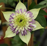 Clematis florida Viennetta Evipo 006 TM