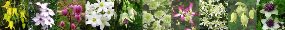 Clematis Sondergruppe